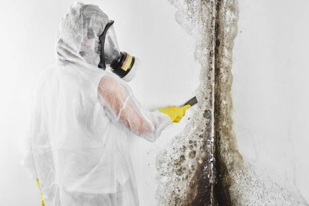 Brices Creek, NC Mold Remediation Company