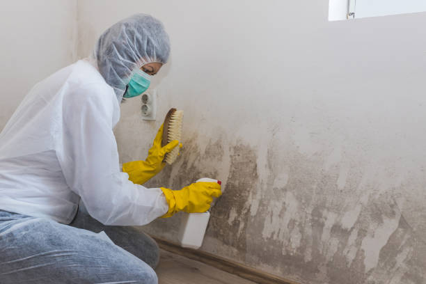 Best DIY Mold Remediation Support Services in Brices Creek, NC