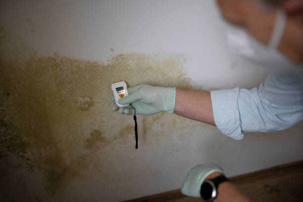 Best Post-Flood Mold Remediation in Brices Creek, NC